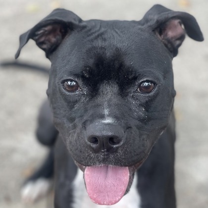 Pansy — thumbnail 8