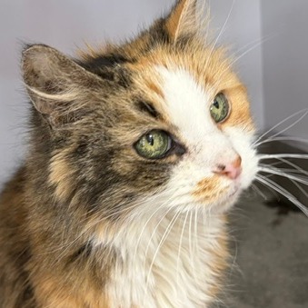 ELLIE - Domestic Longhair available for adoption