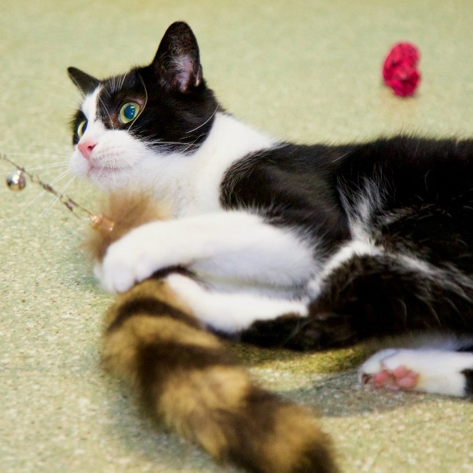 Full body shot of Pepe Le Pew