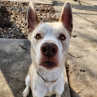 Sosa — thumbnail 2