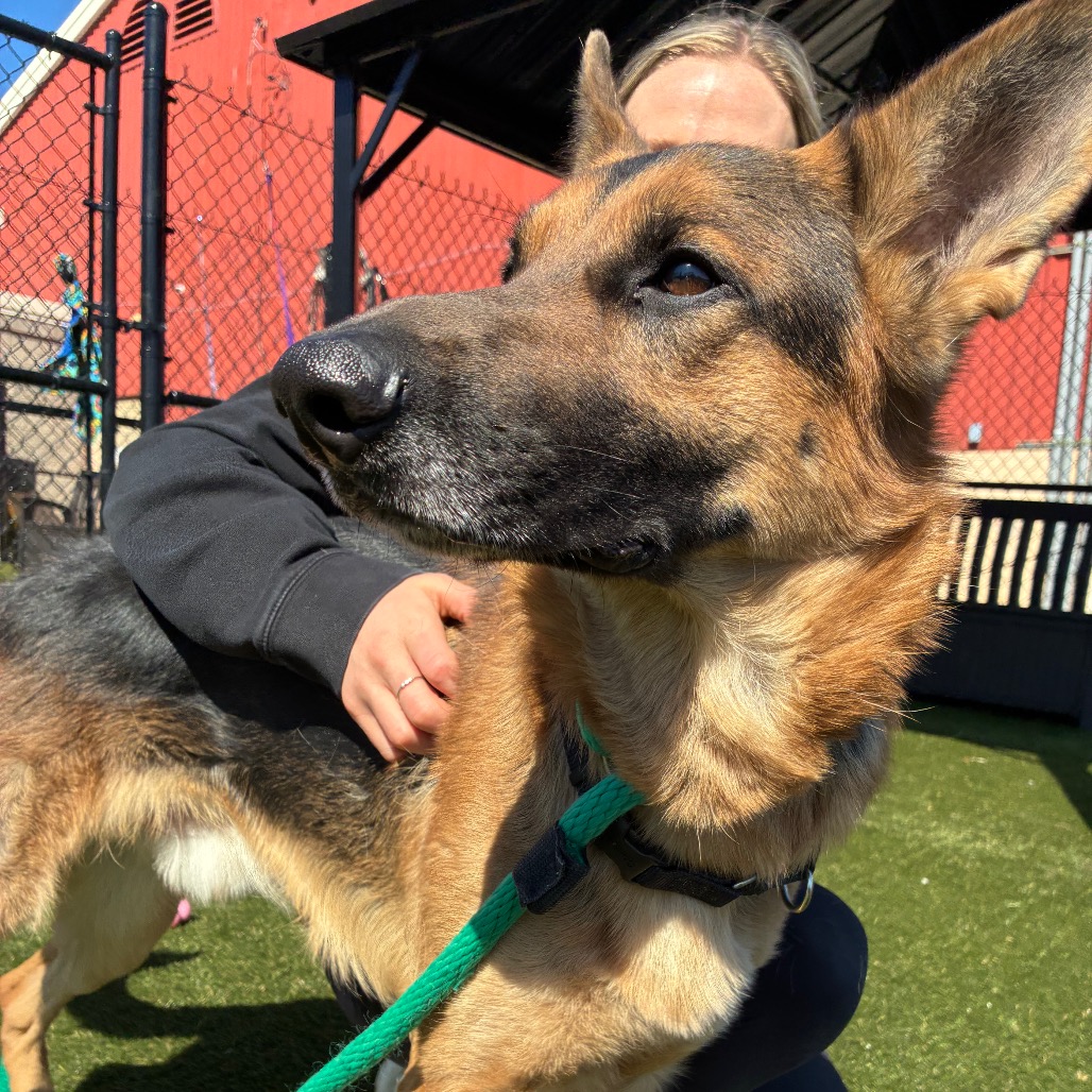 Otis — thumbnail 3