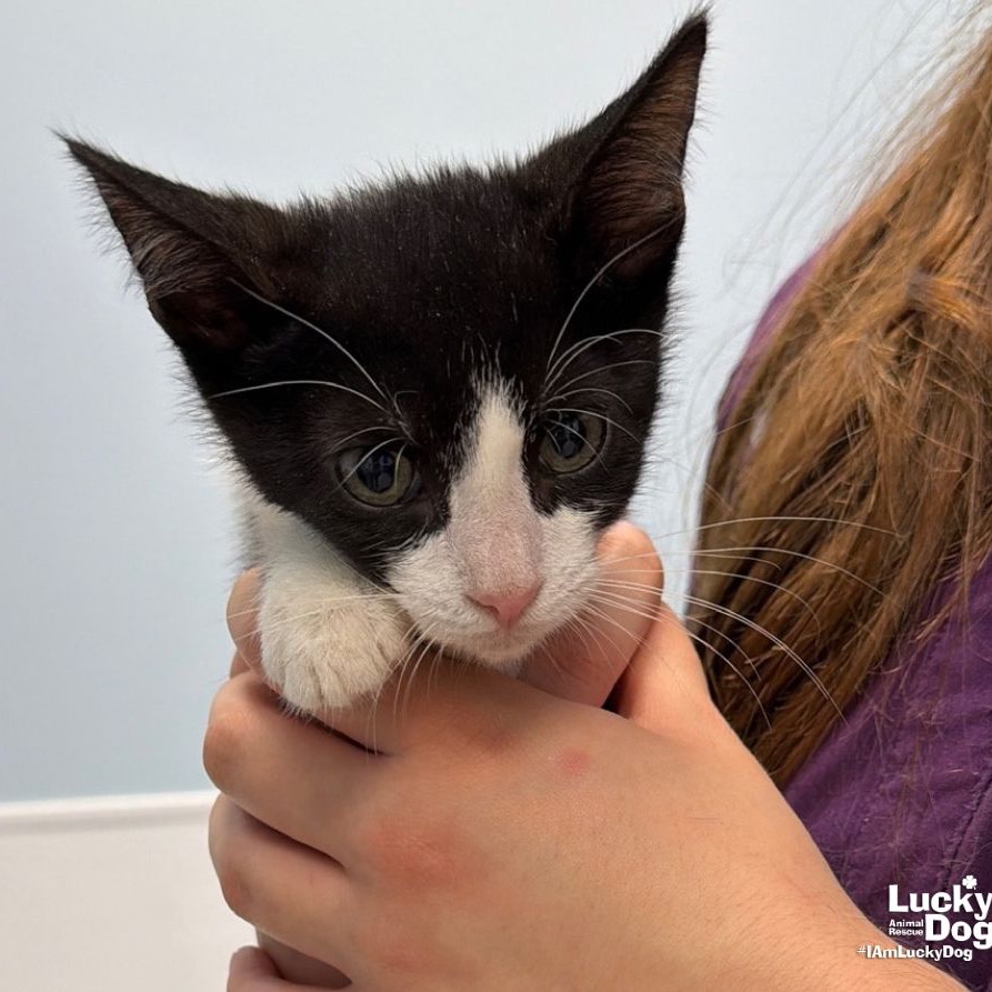 ABU DHABI - Domestic Shorthair available for adoption