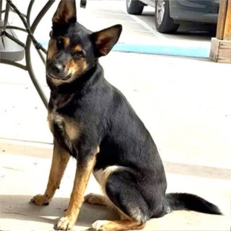 Photo of Daisy