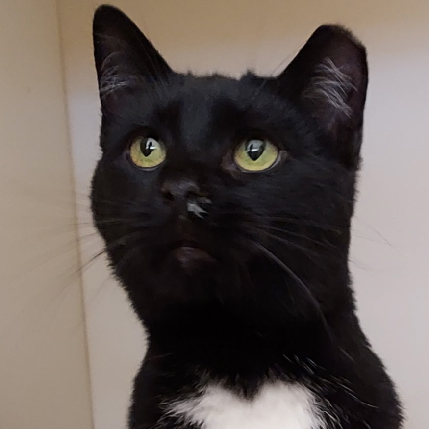 BISCUITS - Domestic Shorthair available for adoption