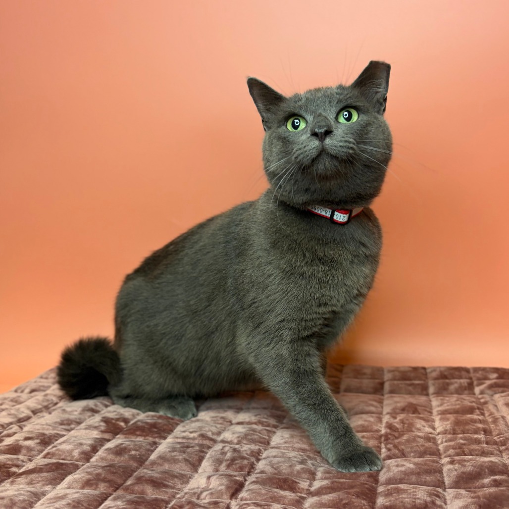 IVY - Chartreux / Russian Blue available for adoption