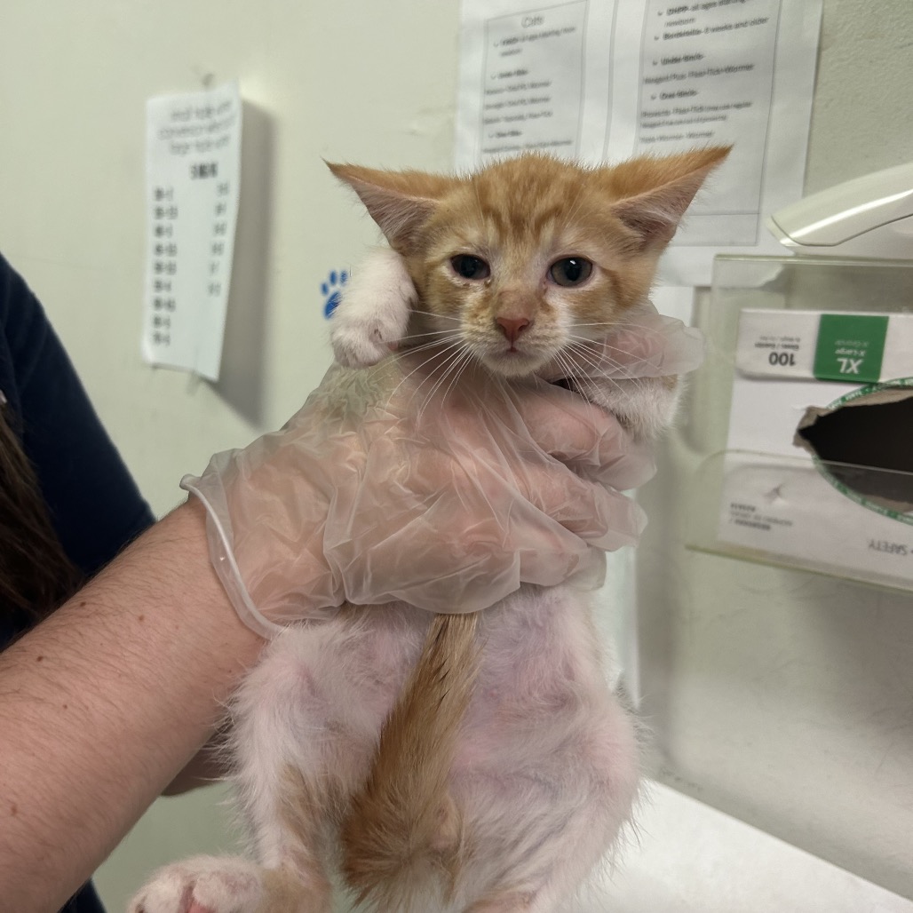 Cameow — thumbnail 2