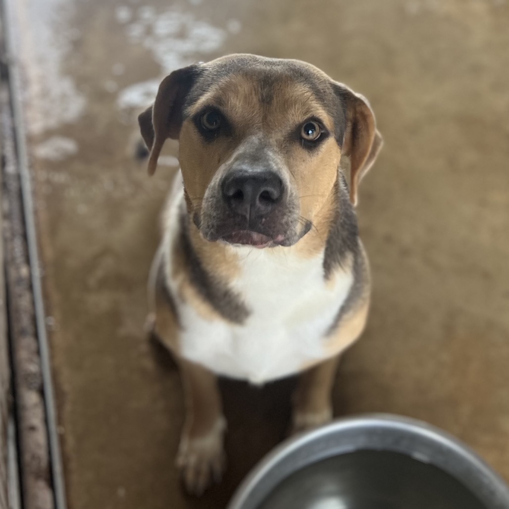 KATY KAT - Terrier / American Pit Bull available for adoption