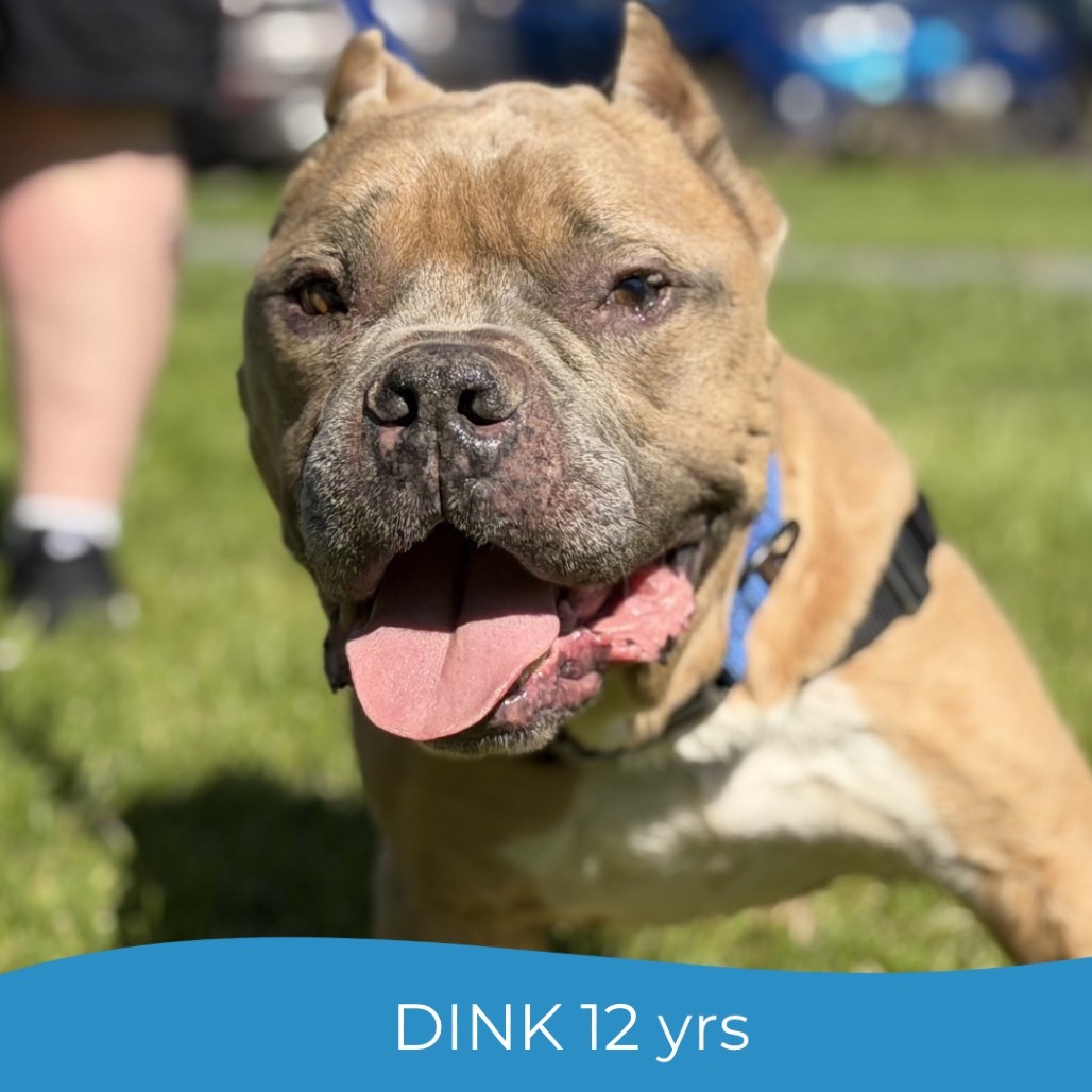 Dink, photo 19