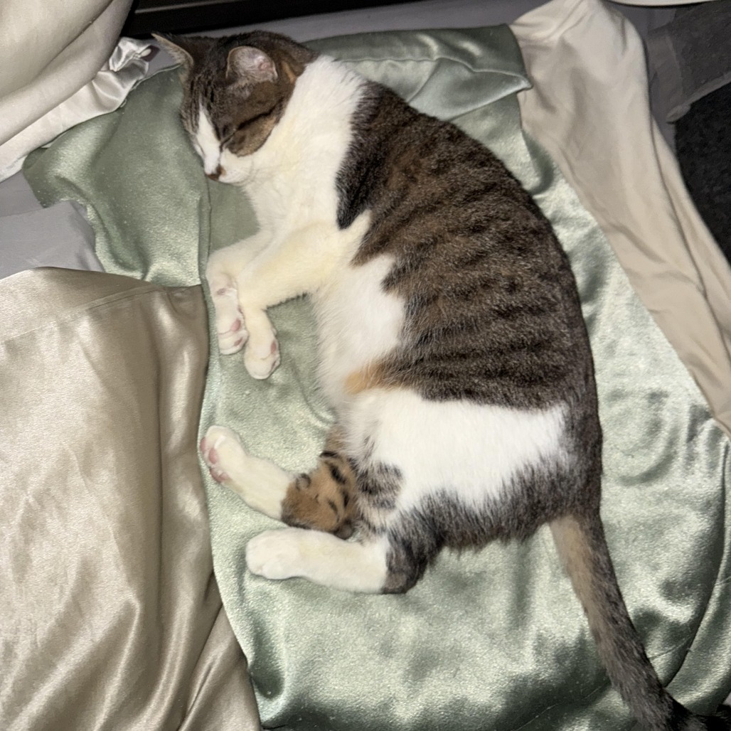 BIJOU, photo 3