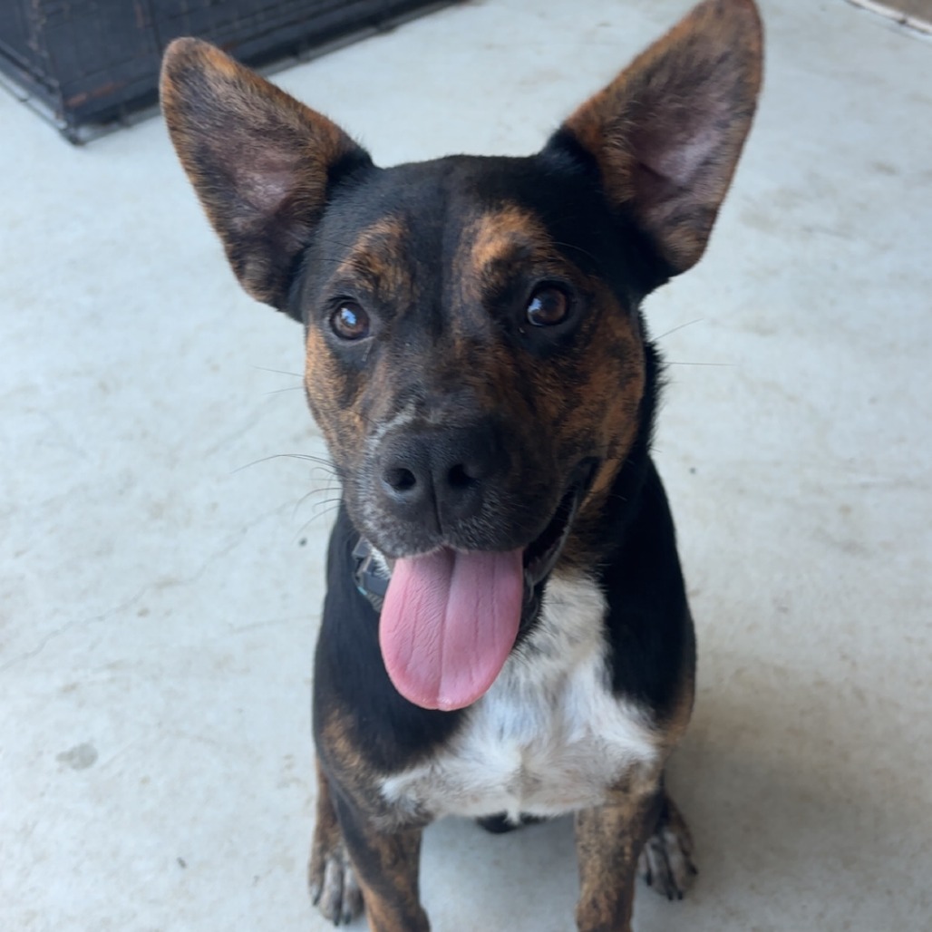 TOMMY - Mixed Breed (Medium) available for adoption