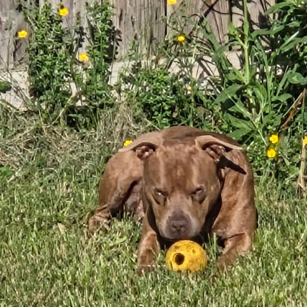 Freddy (Formerly Lieutenant), photo 11