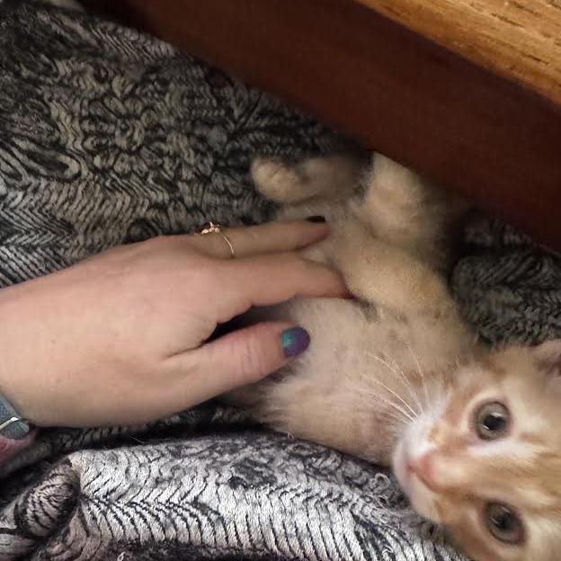 COLBY - Domestic Shorthair available for adoption