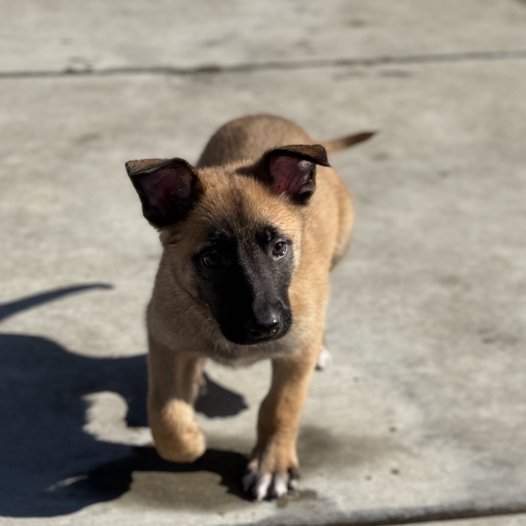 Neteyam — thumbnail 4