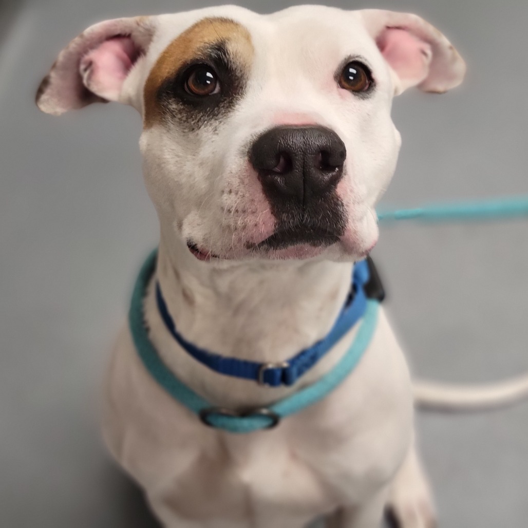 Dash is available for adoption at Humane Society of Sarasota County