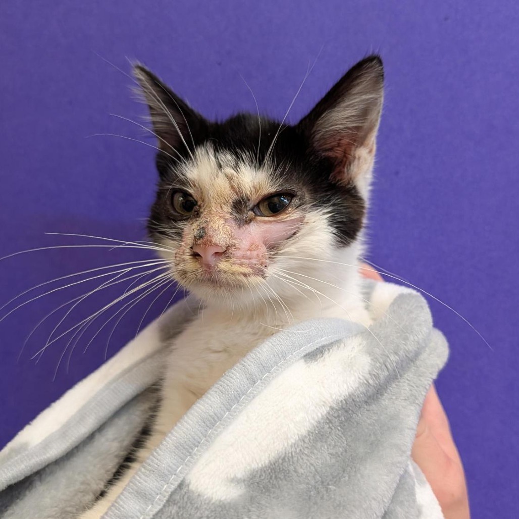 STARLIGHT - Domestic Shorthair available for adoption