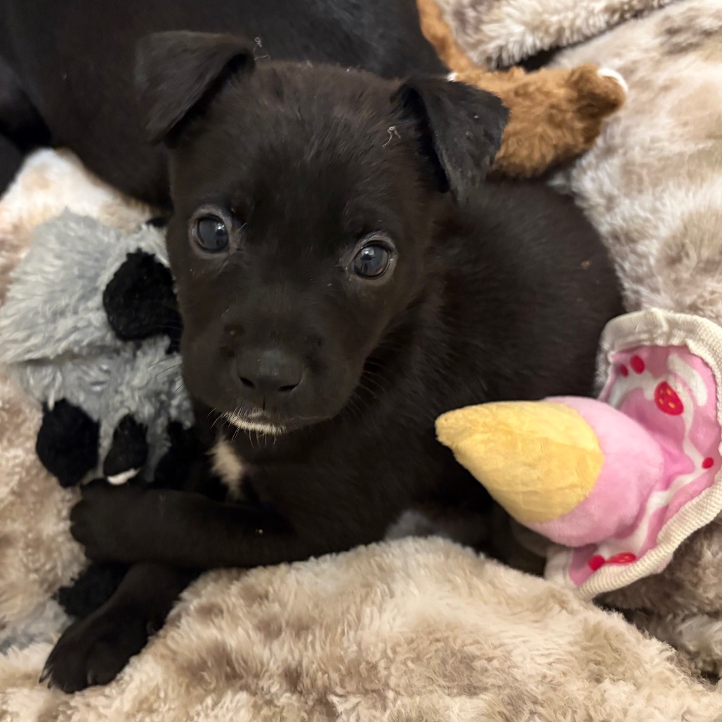 FUNFETTI - Mixed Breed (Small) available for adoption