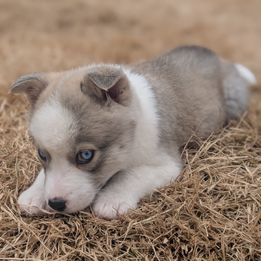 Jinu — thumbnail 5