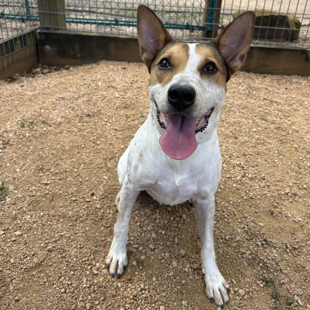 AIOLI - Cattle Dog / Mix available for adoption
