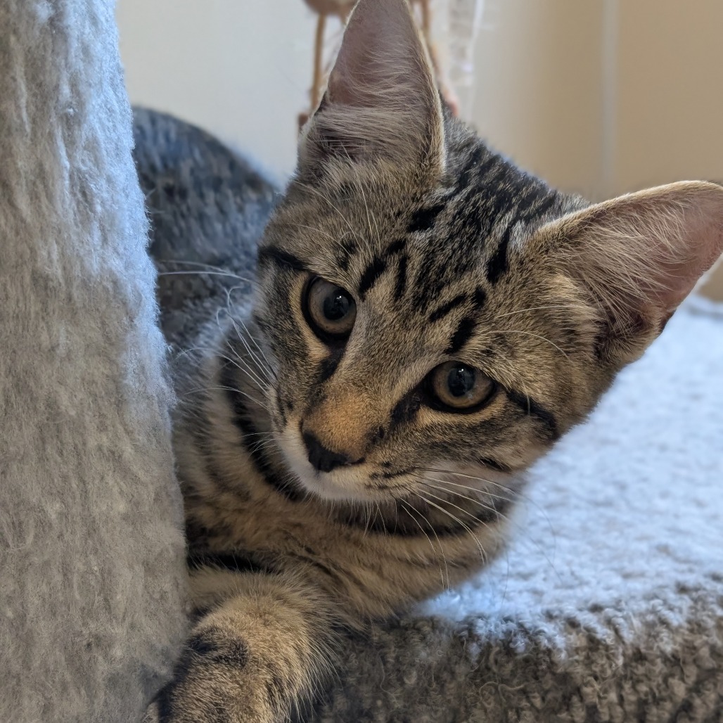 DINO - Domestic Shorthair available for adoption