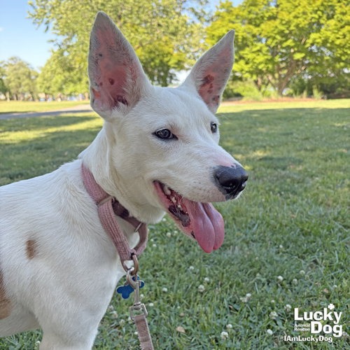 BETTY ROSS - Carolina Dog / Mix available for adoption