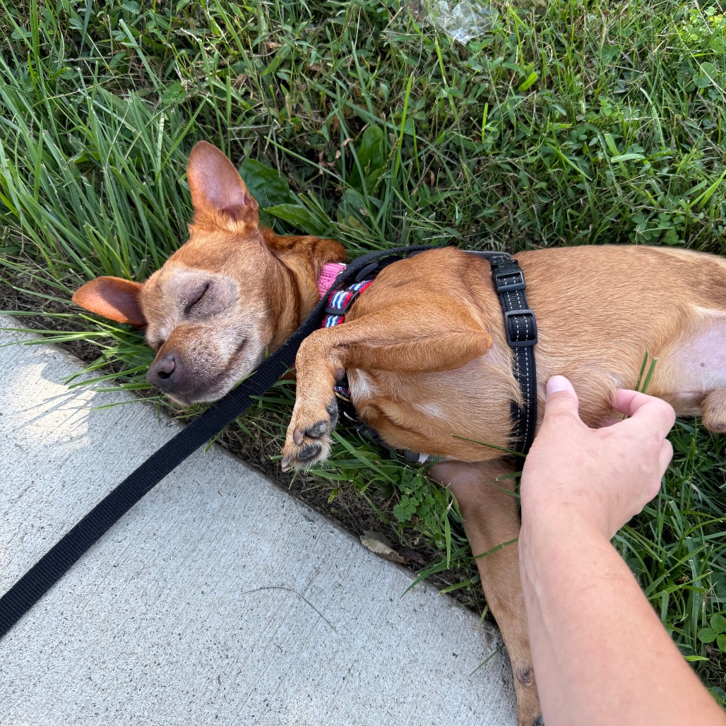 Frito, photo 17