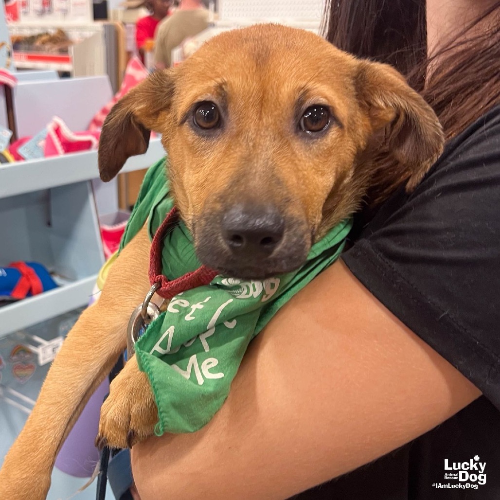DARIA - Retriever, Labrador / Shepherd available for adoption