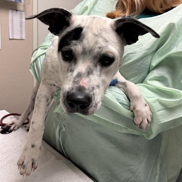 ELSA - American Blue Heeler available for adoption
