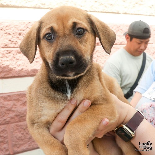 LONGAN - Retriever / Shepherd available for adoption