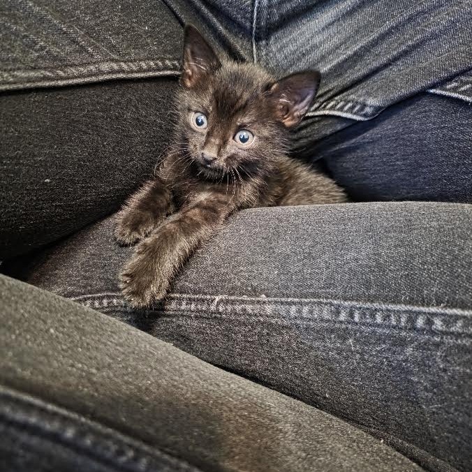 ANDROMEDA - Domestic Shorthair available for adoption