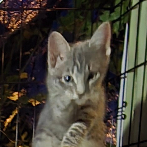 ANDERS AKA GENOLA BABY 4 - Domestic Shorthair available for adoption