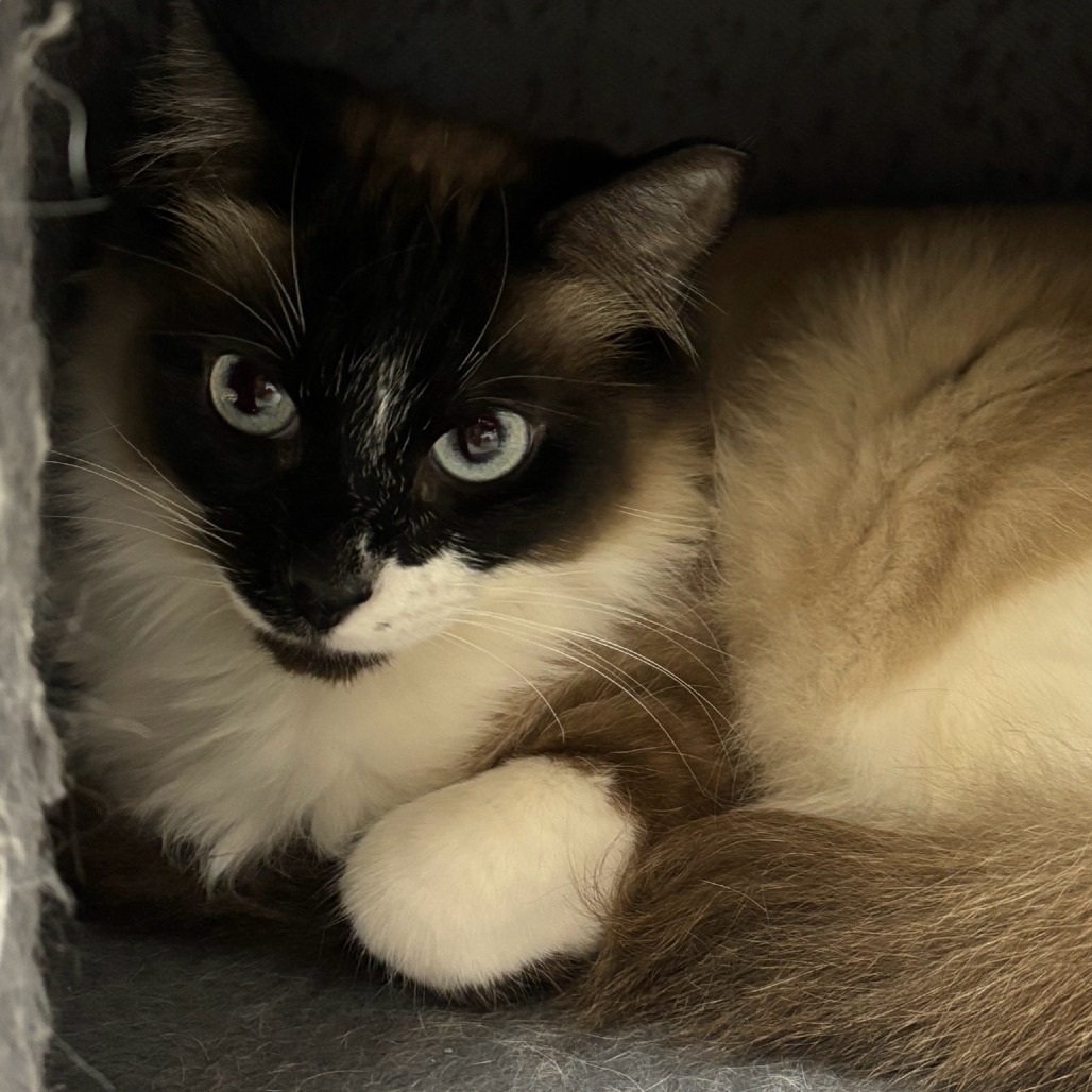 Katniss — thumbnail 3