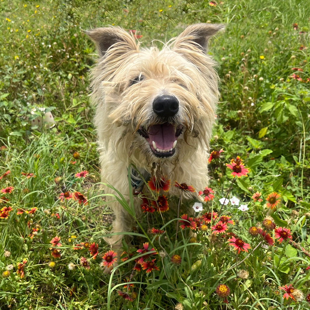 Scrappy, additional photo