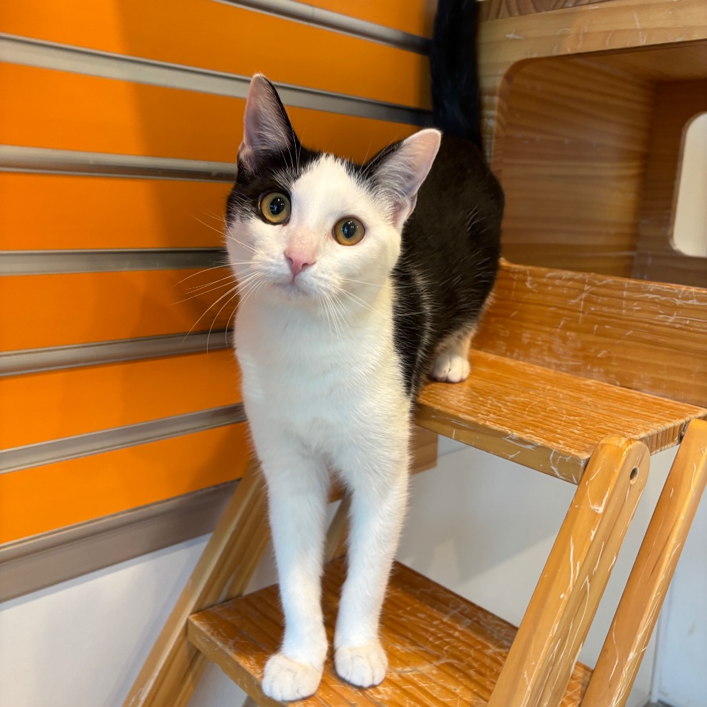 DAWN - Domestic Shorthair available for adoption