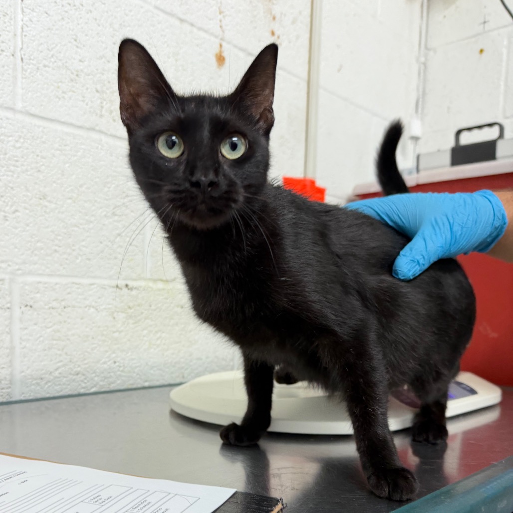 NATASHA - Domestic Shorthair available for adoption