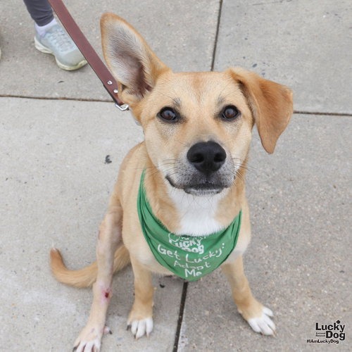 MIRABELLE - Collie / Retriever, Labrador available for adoption
