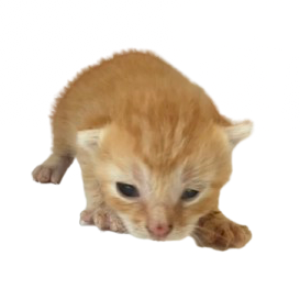 Tusc Stray 81774