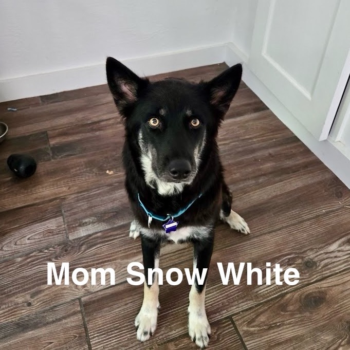 Athena — thumbnail 2