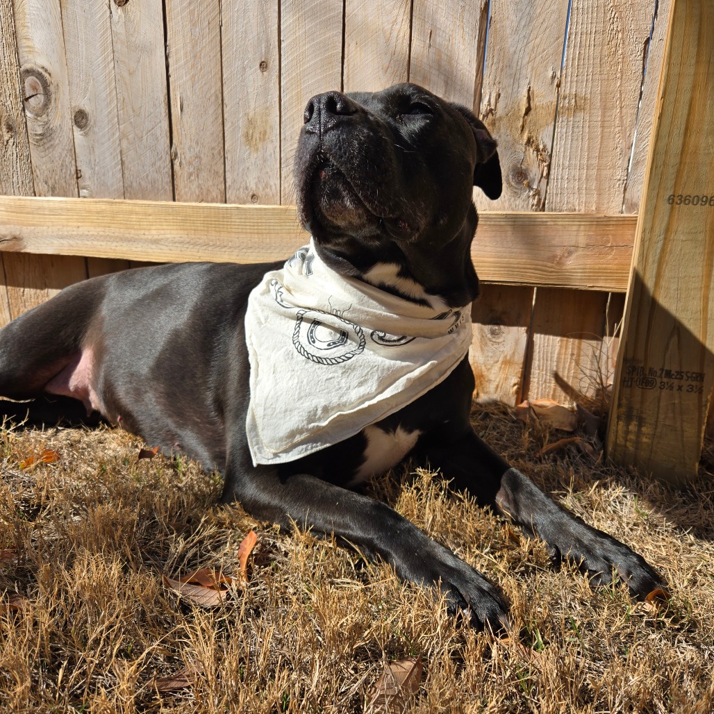 Shadow, additional photo