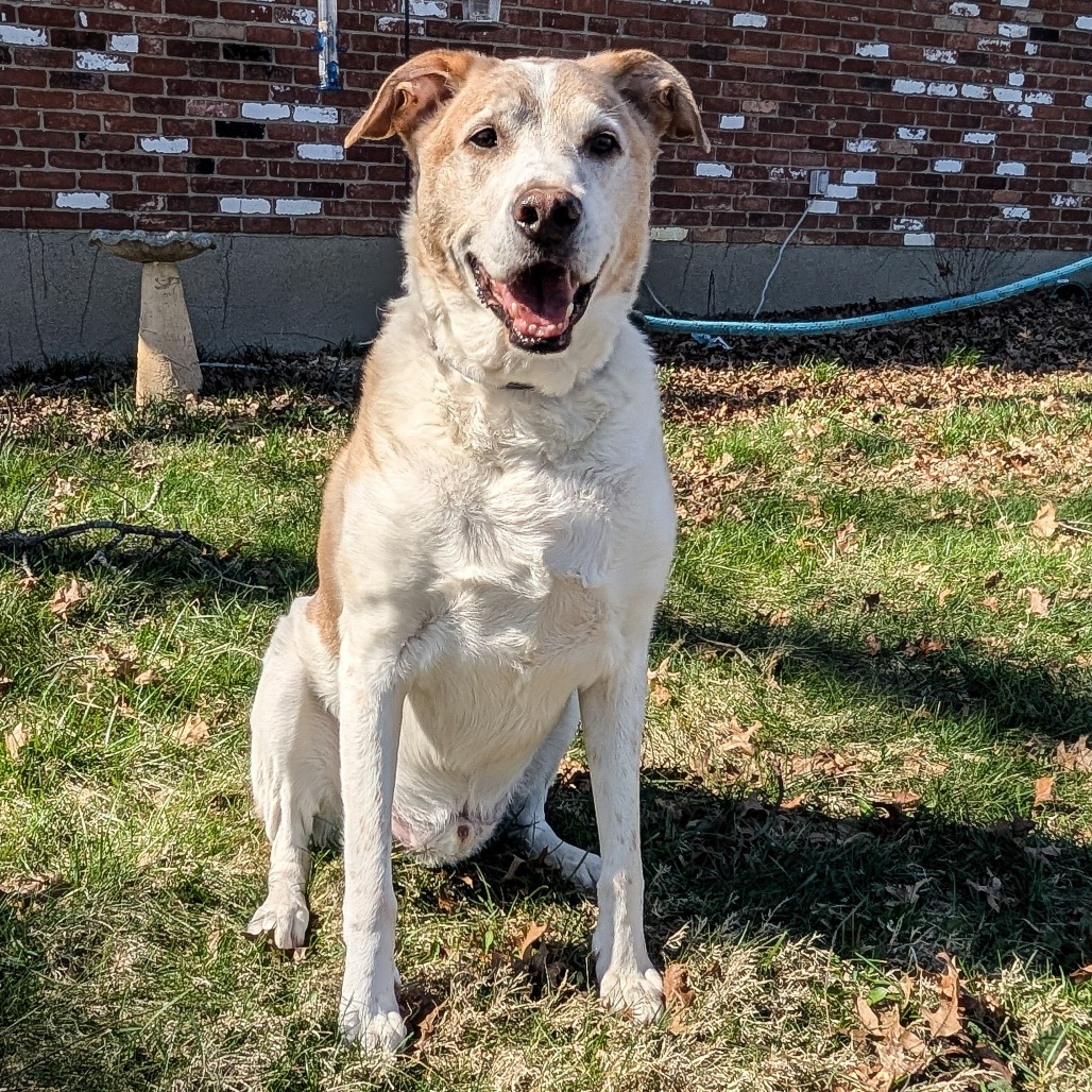 David Bowie- $90 Adoption Fee!