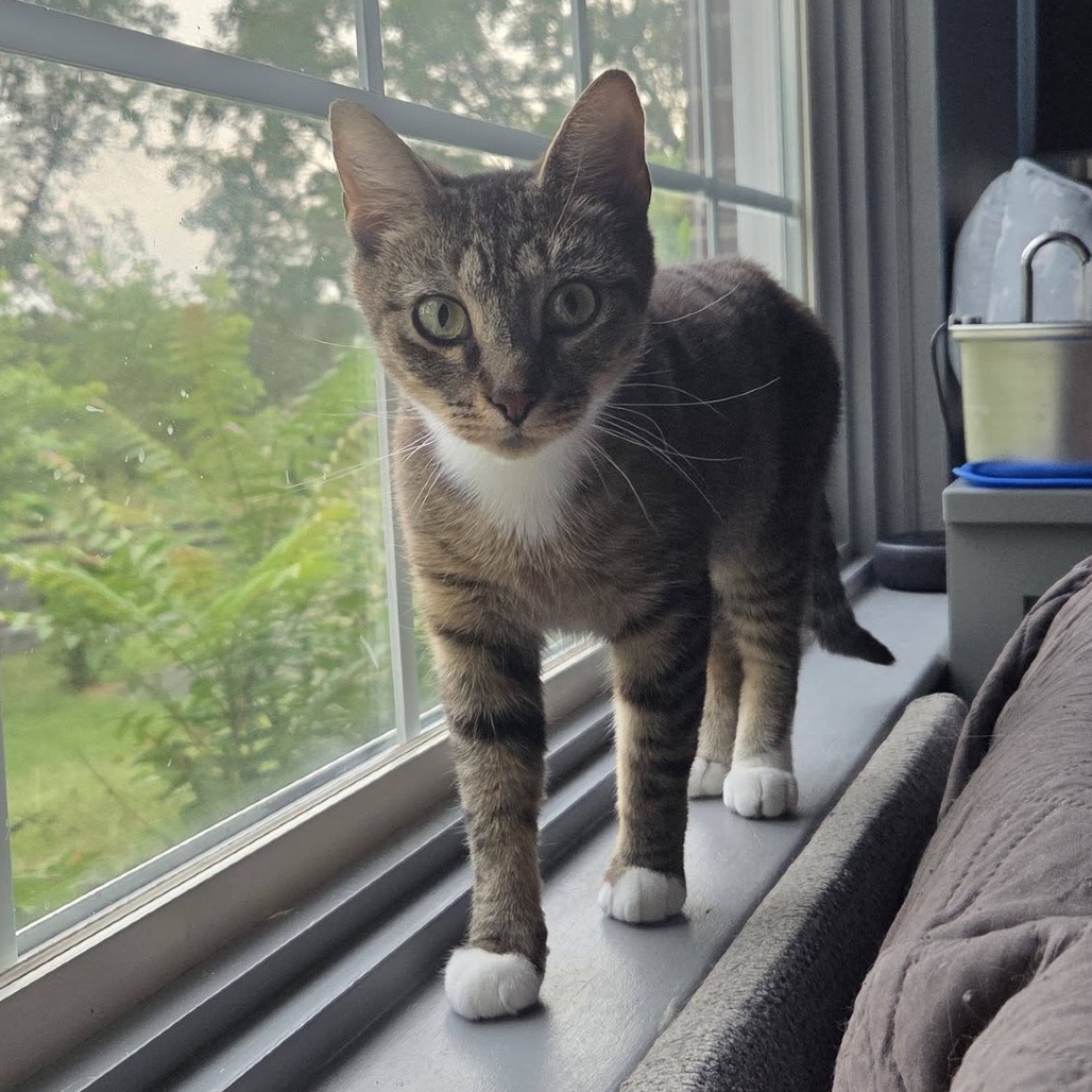 Sprinkles, photo 14