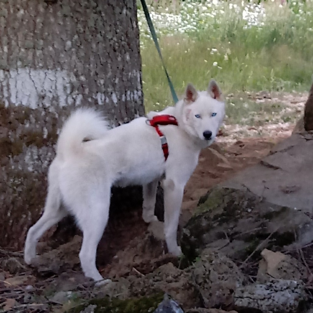 LASH - Husky / Siberian for adoption in Vancouver