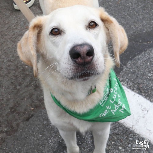 BELLA - Retriever, Labrador / Hound available for adoption