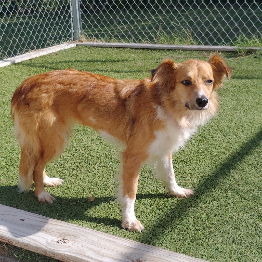 Gingersnap