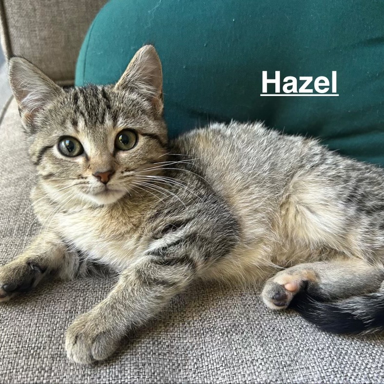 Hazel, an adoptable cat