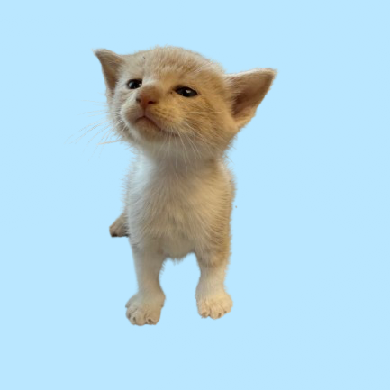 Tusc Stray 81358 2 3