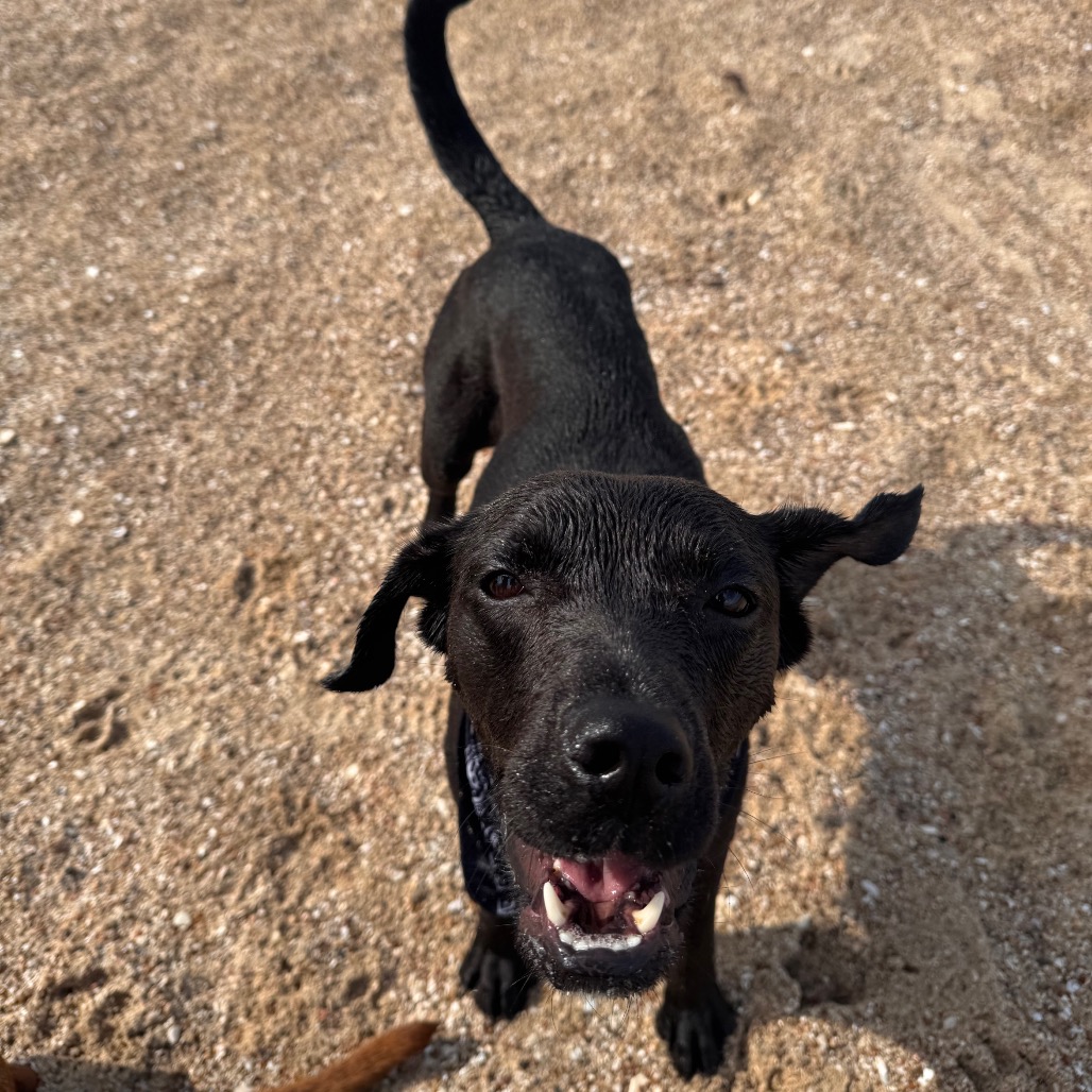 NYXIE - Retriever / Black Labrador for adoption in San Antonio