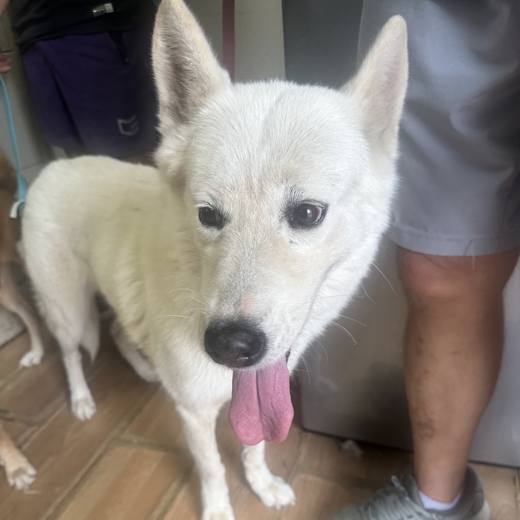 ALASKA - Husky available for adoption