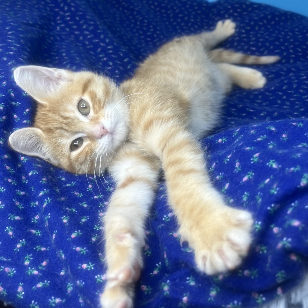 LIL RED - Domestic Shorthair available for adoption