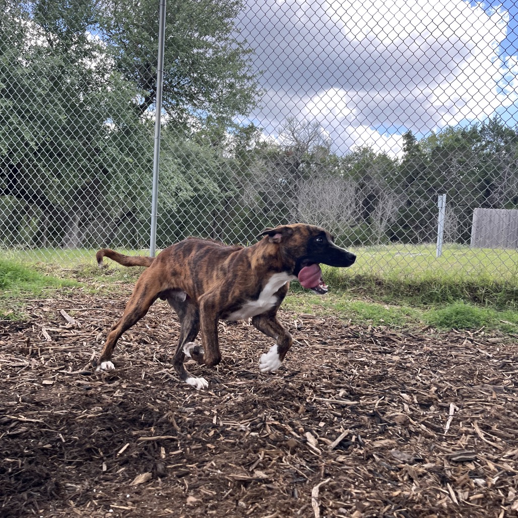 BUTCH, photo 9