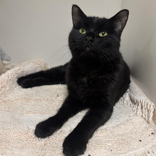 Galleta: Female 28 Domestic Shorthair